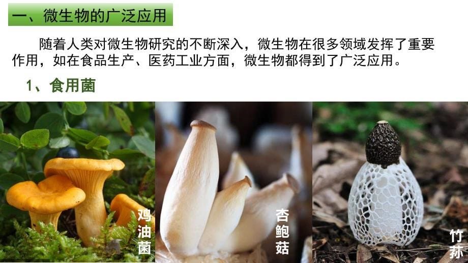 【生物】微生物与人类的关系（课件）-2024-2025学年七年级生物上册（苏教版2024）_第5页