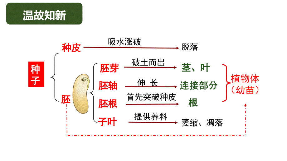 【生物】营养器官的生长课件2024-2025学年北师大版生物七年级上册_第1页