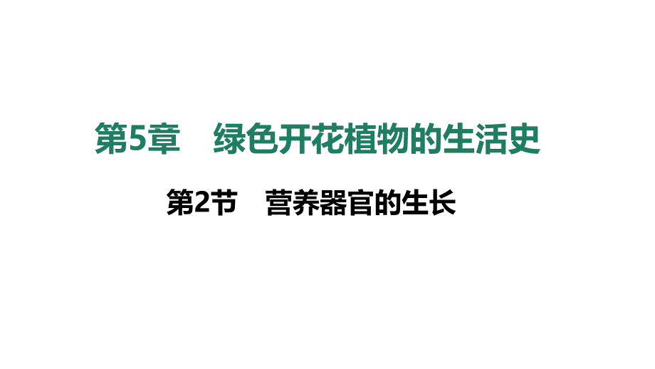 【生物】营养器官的生长课件2024-2025学年北师大版生物七年级上册_第4页