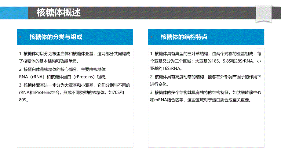 核糖体结构功能解析-洞察分析_第4页