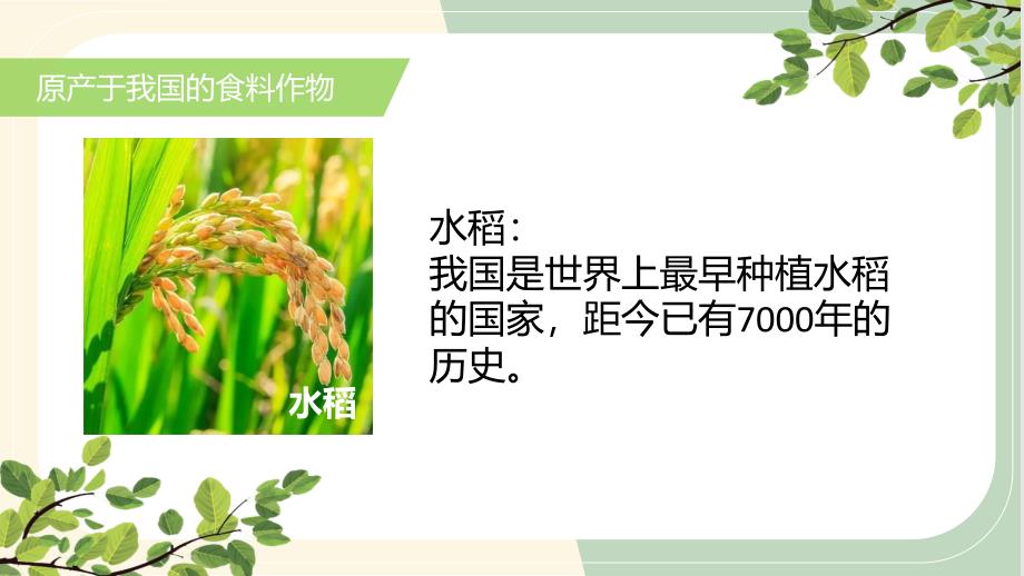 【地 理】探索外来食料作物传播史课件-2024-2025学年七年级地理上学期（人教版（2024）_第3页