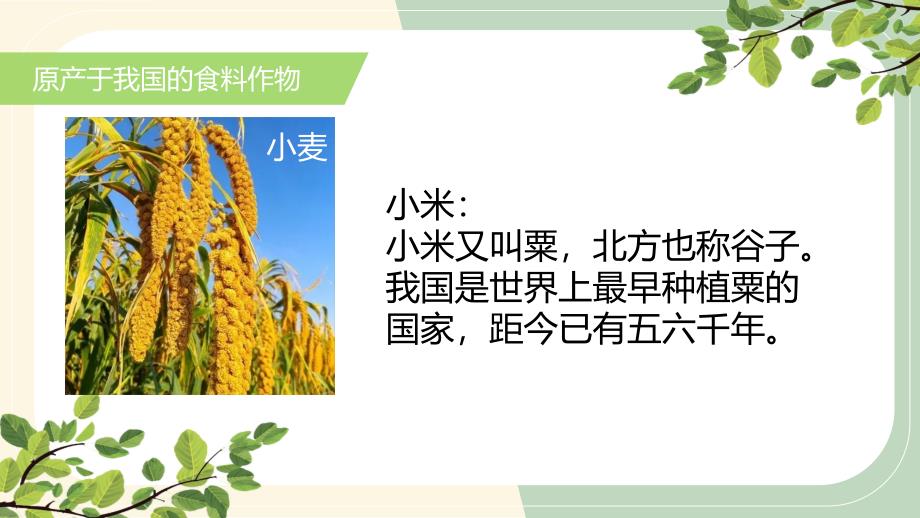 【地 理】探索外来食料作物传播史课件-2024-2025学年七年级地理上学期（人教版（2024）_第4页