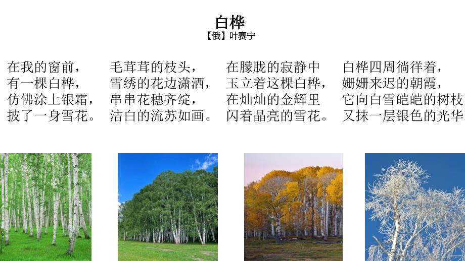 《白桦》学习任务群教学课件_第4页