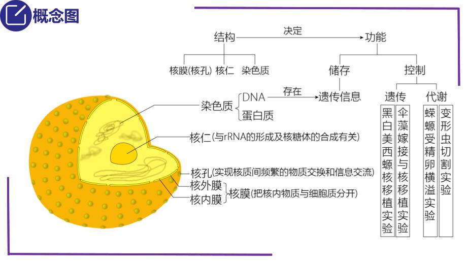 2023届生物一轮复习必修一（新教材）10细胞核的结构和功能_第3页