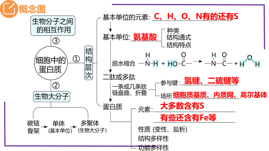 2023届生物一轮复习必修一（新教材）06蛋白质复习新教材_第3页