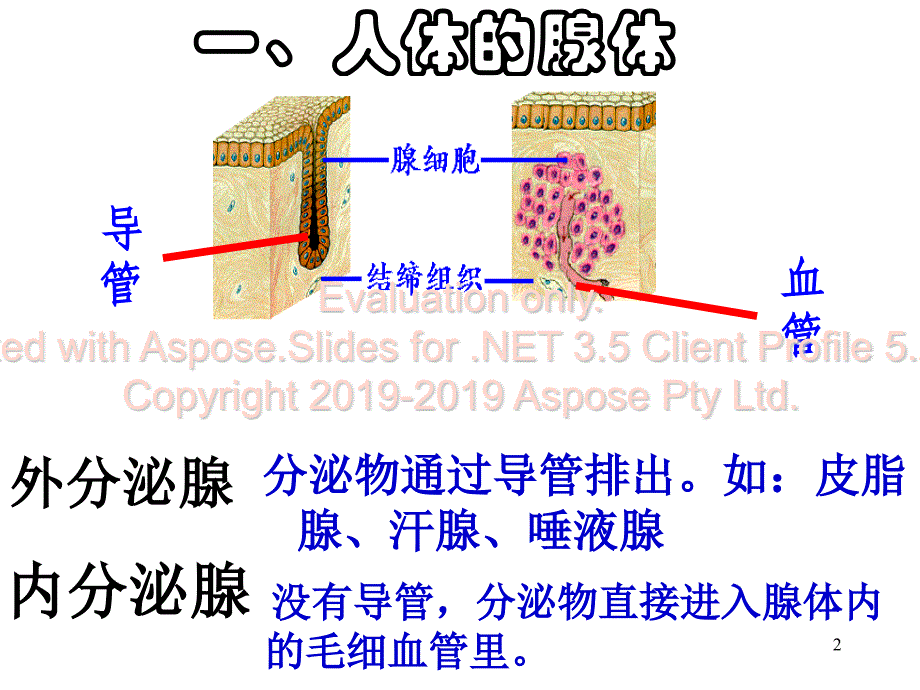 人体生理激素及其作用PPT课件_第2页