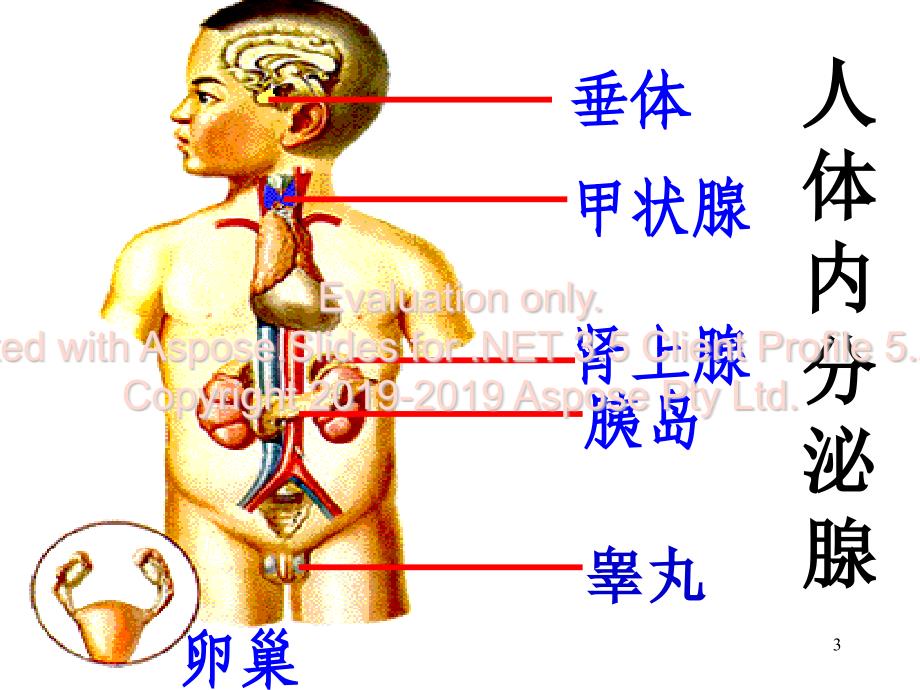 人体生理激素及其作用PPT课件_第3页