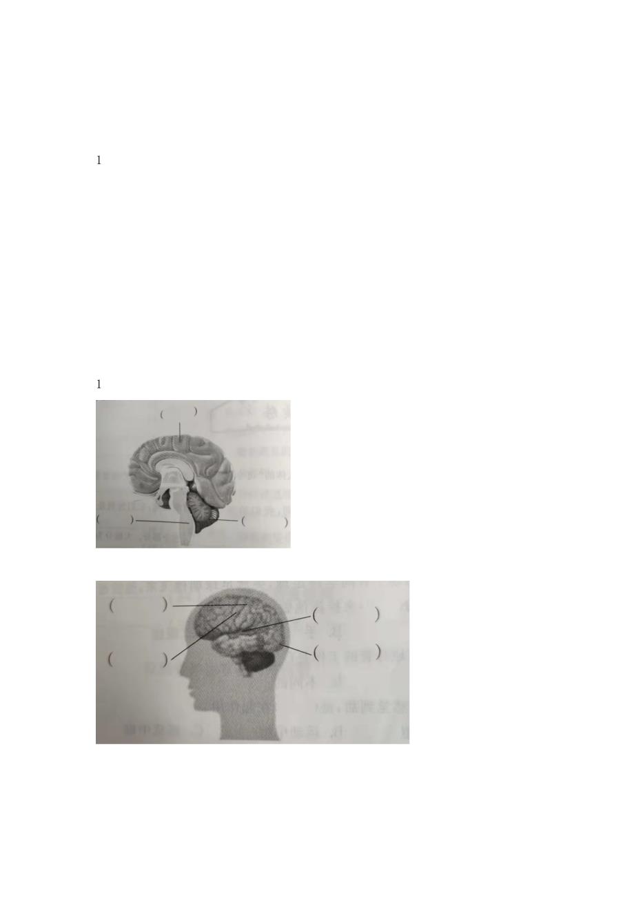 1-1我们的脑（练习）五年级科学下册（青岛版）_第2页