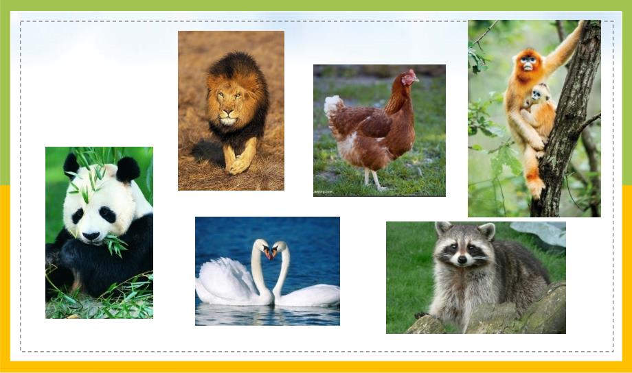 新教科版六年级下册科学2-4《多种多样的动物》课件_第2页