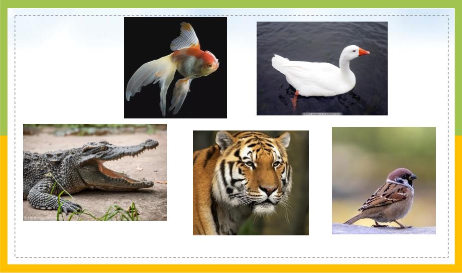 新教科版六年级下册科学2-4《多种多样的动物》课件_第3页