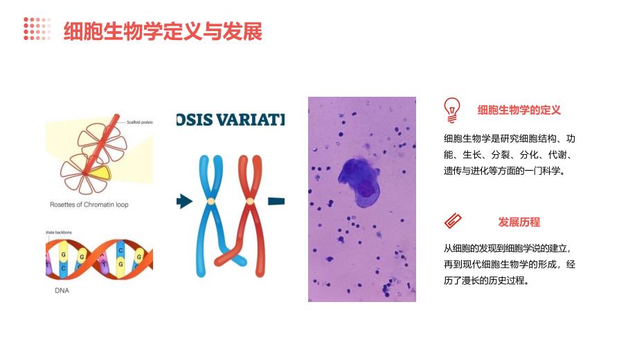 细胞生物学细胞基与细胞内膜系统_第4页