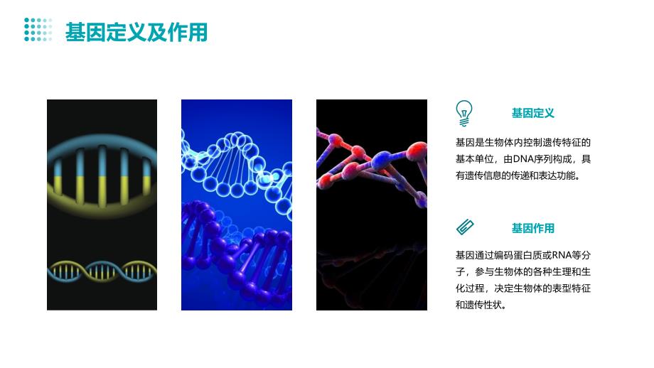 生物化学4-基因和基因组的结构与功能_第4页