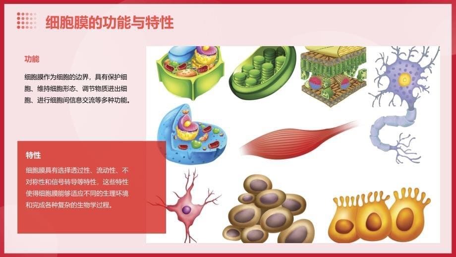 细胞生物学-细胞膜及其表面_第5页