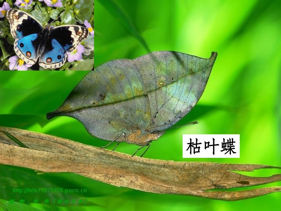 B2-71现代生物进化理论的由来_第2页