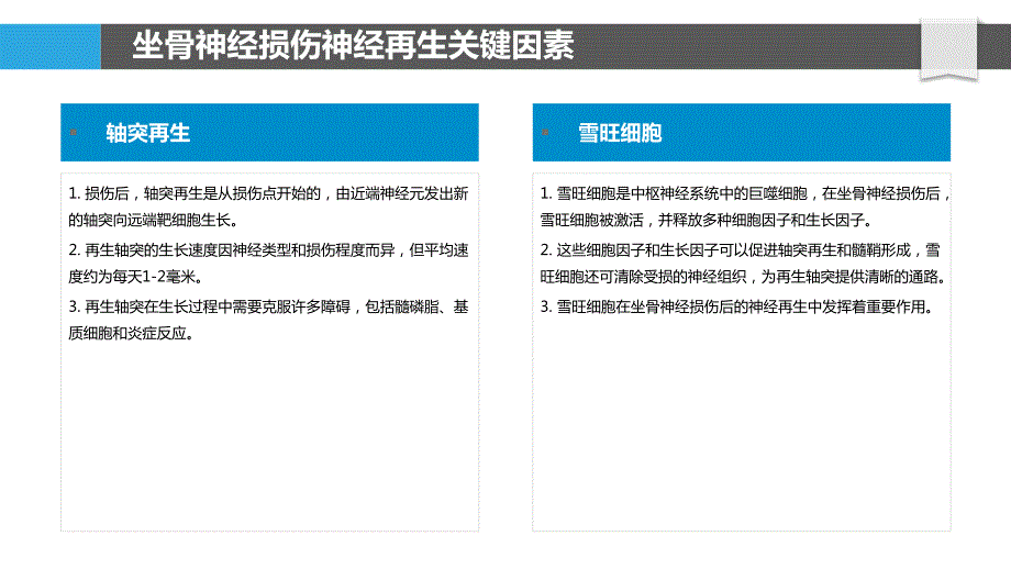 坐骨神经损伤神经再生调控机制_第4页