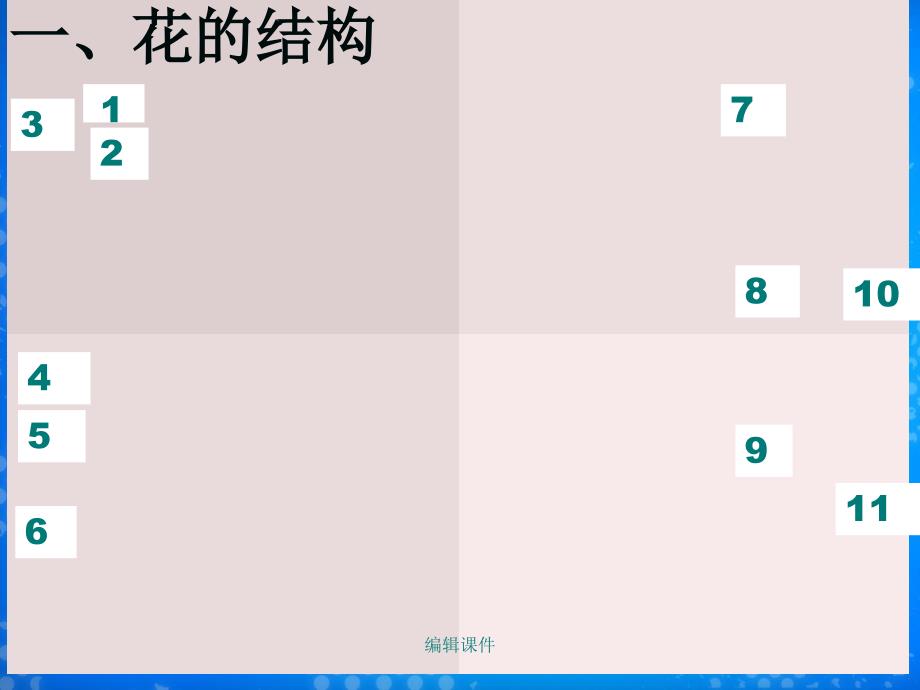 我八上《花的结构和类型》_第3页