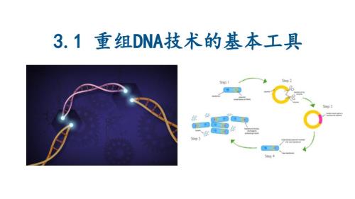 【生物】重组DNA技术的基本工具课件-2023-2024学年高二下学期生物人教版（2019）选择性必修3