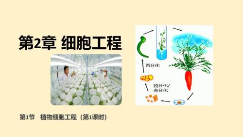 【生物】植物细胞工程第1课时 2023-2024学年高二下学期同步课件（人教版2019选择性必修3）