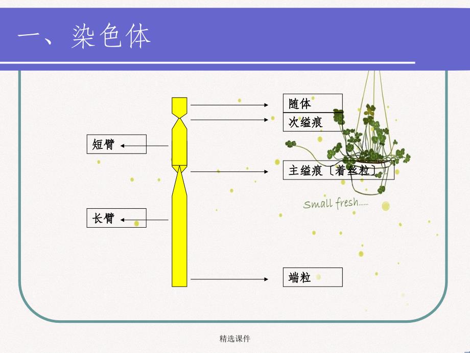 染色体、DNA和基因遗传结构的基础_第2页