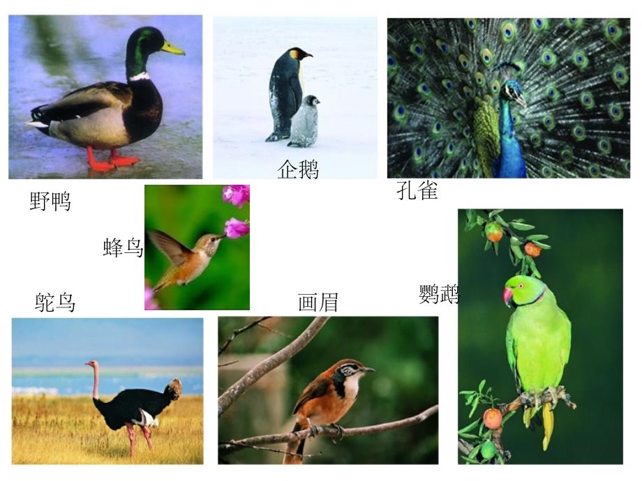 江苏省如皋市七年级生物下册 12.1 鸟类（新版）苏科版_第4页