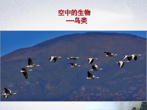 江苏省七年级生物下册 12.1空中的生物-鸟类（新版）苏科版