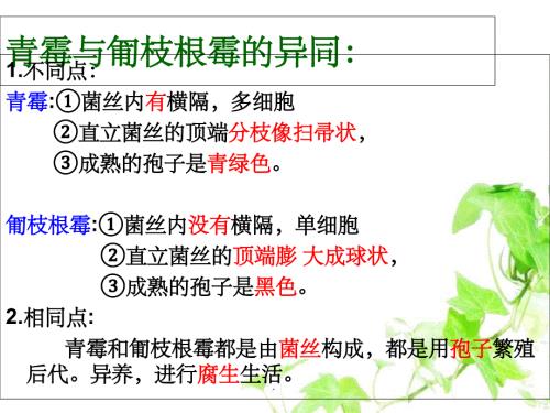 江苏省七年级生物下册 14.1生物的命名和分类（新版）苏科版