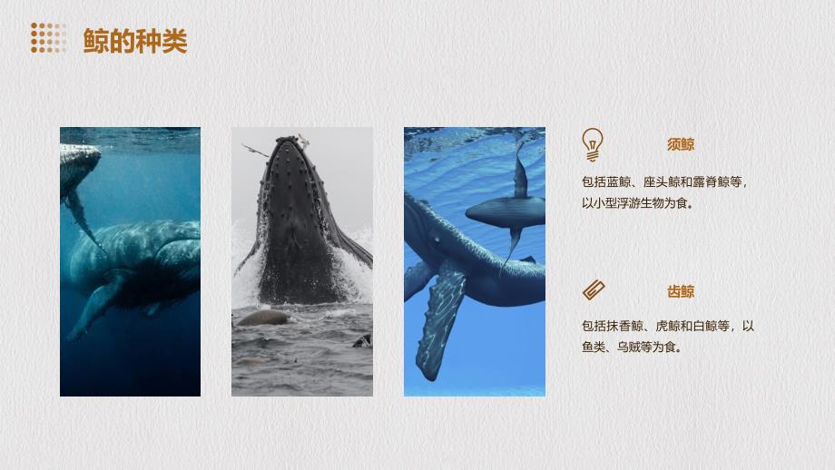 《生活在海洋中的鲸》课件_第4页