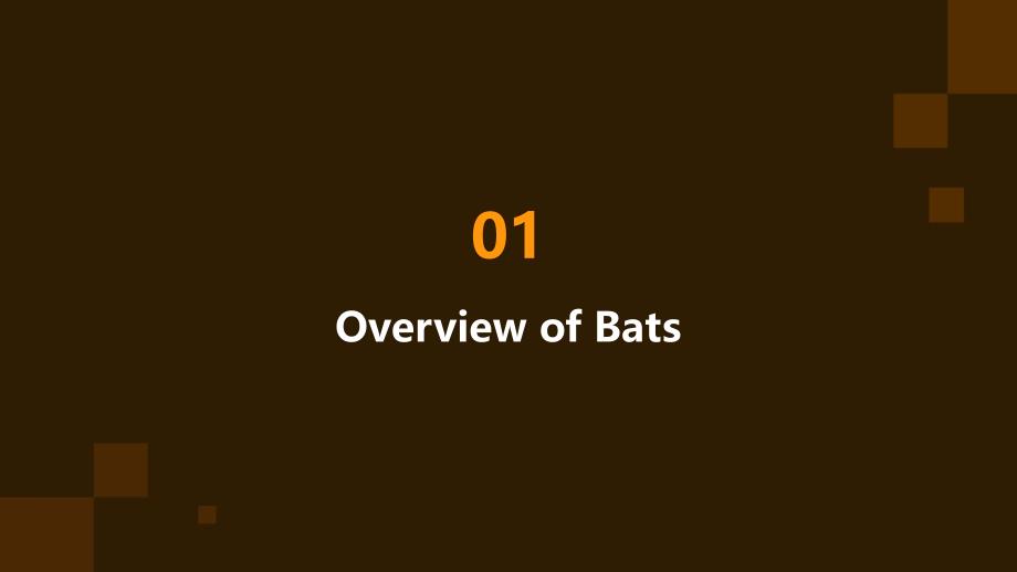 《英文介绍蝙蝠》课件_第3页