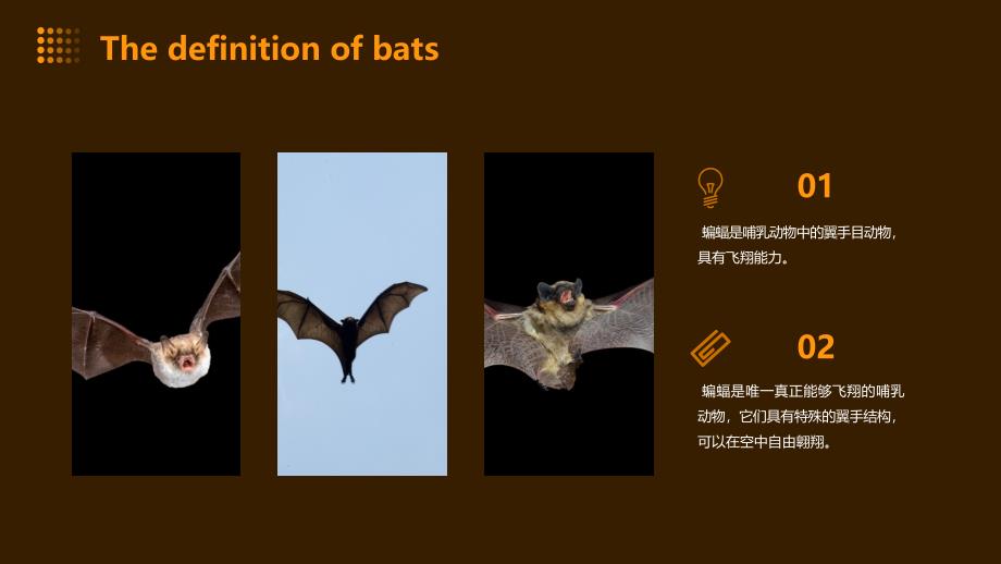 《英文介绍蝙蝠》课件_第4页