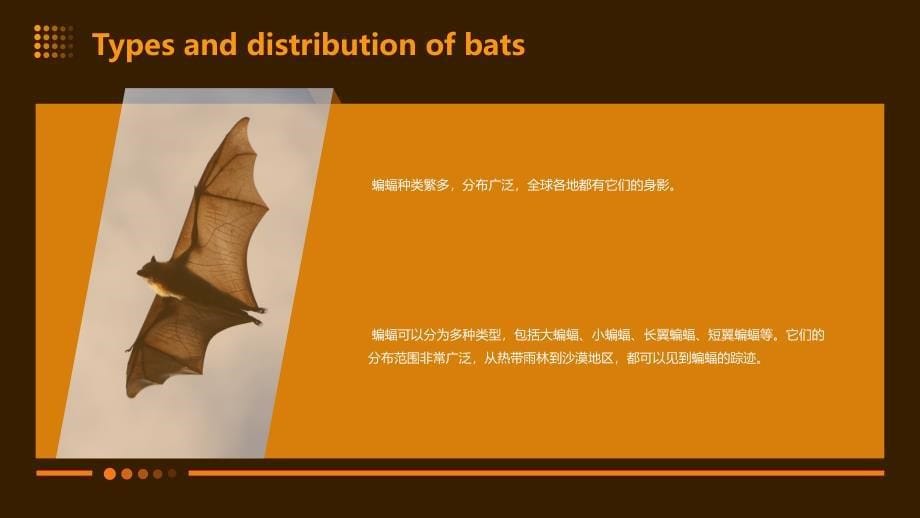 《英文介绍蝙蝠》课件_第5页