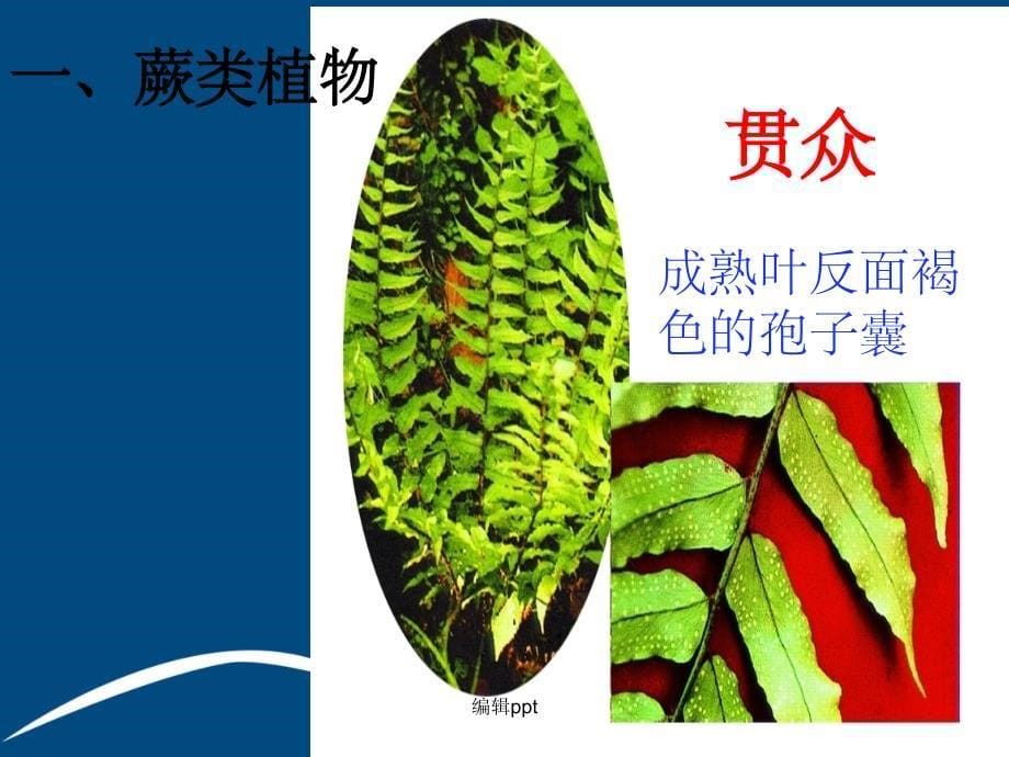 江苏省七年级生物下册 11.1 地面上的植物（苔藓和蕨类）（新版）苏科版_第5页
