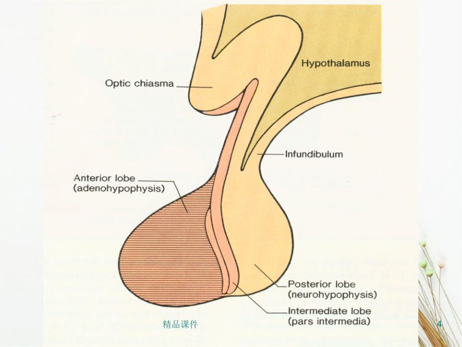 讲课腺垂体功能减退症病人的护理_第4页