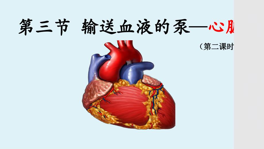 【初中生物 】输送血液的泵—心脏（2）课件 2023-2024学年人教版生物七年级下册_第3页