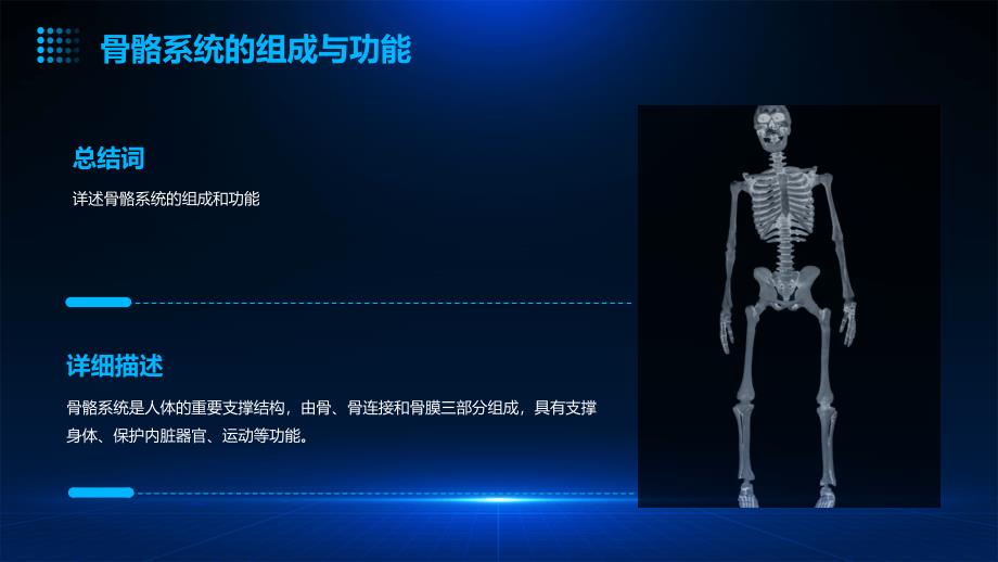 《骨骼与肌肉系统》课件_第4页