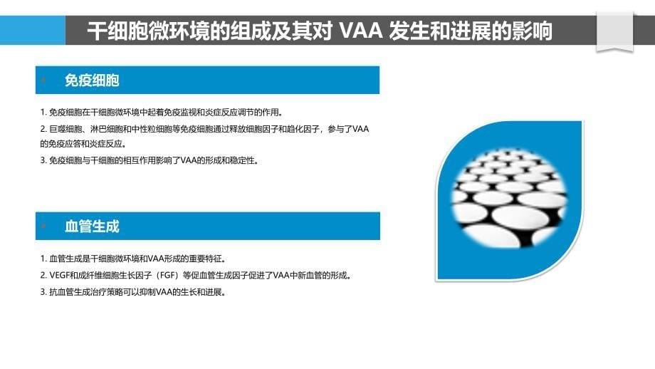 干细胞微环境在腹主动脉瘤治疗中的作用_第5页