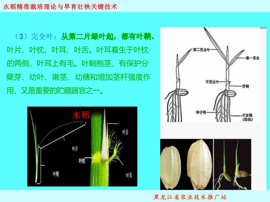 水稻精准栽培理论与技术-黑龙江农技站董国忠_第4页