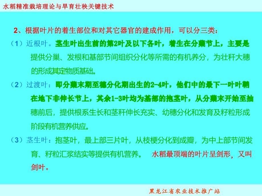 水稻精准栽培理论与技术-黑龙江农技站董国忠_第5页