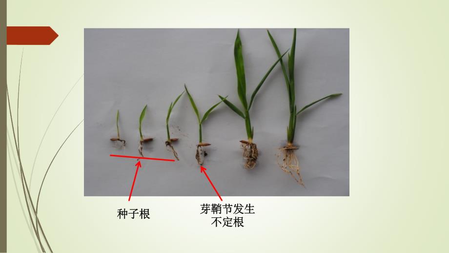 水稻杂交稻机插秧栽培育秧技术介绍-湖南农大邹应斌_第4页