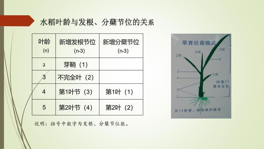 水稻杂交稻机插秧栽培育秧技术介绍-湖南农大邹应斌_第5页