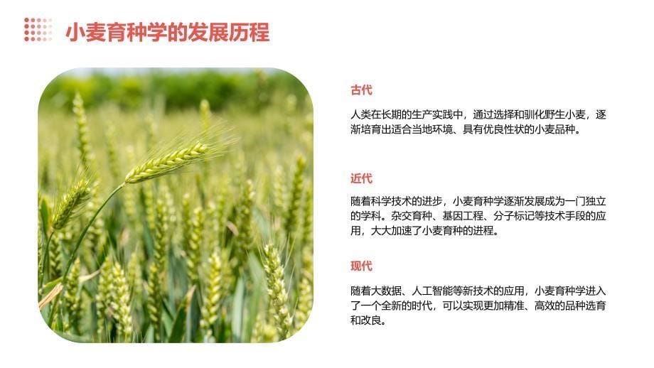 《小麦育种学》课件_第5页