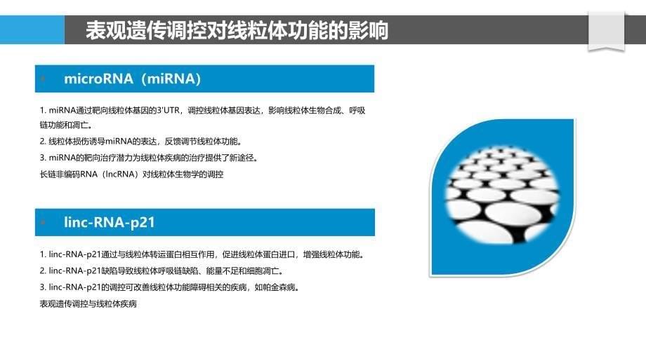 表观遗传调控在线粒体生物学_第5页