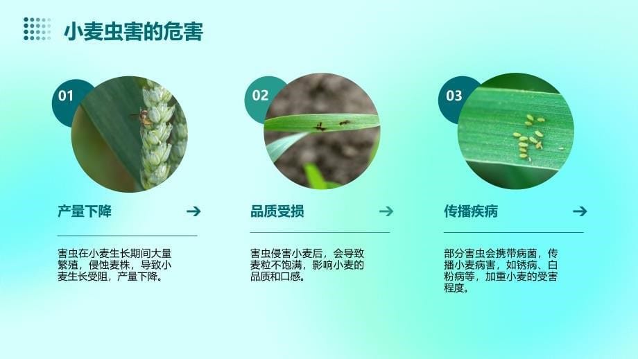 《小麦虫害防治》课件_第5页