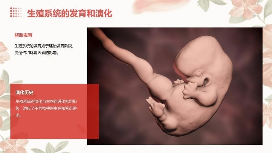 《生殖与胚胎发育》课件_第5页
