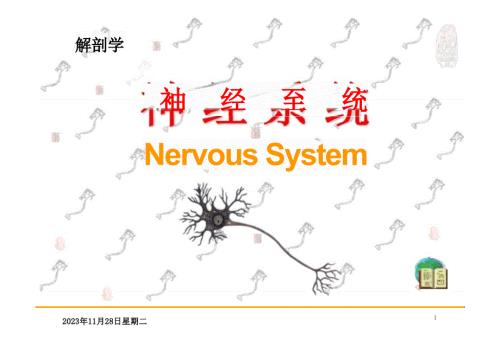 解剖学：神经系统总论