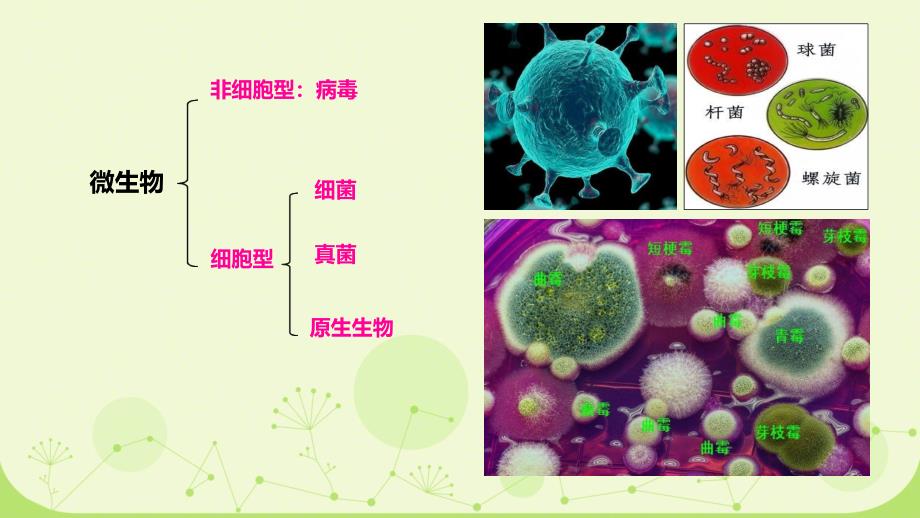 【生物】微生物的培养技术及应用（第1课时）课件-2023-2024学年高二下学期人教版（2019）选择性必修3_第3页