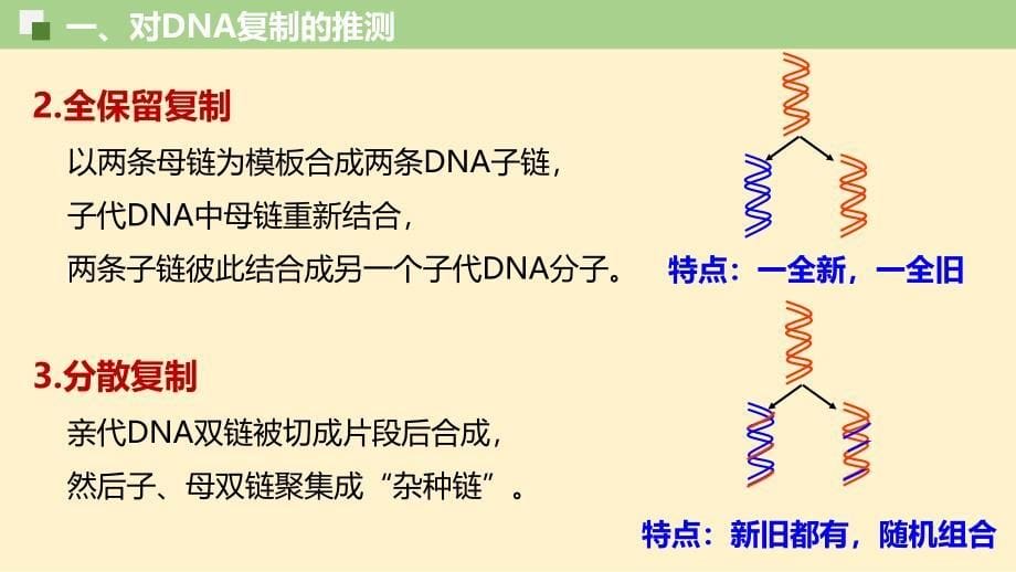 【生物】DNA的复制（第1课时） 2023-2024学年高一生物同步教学课件（人教版2019必修2）_第5页