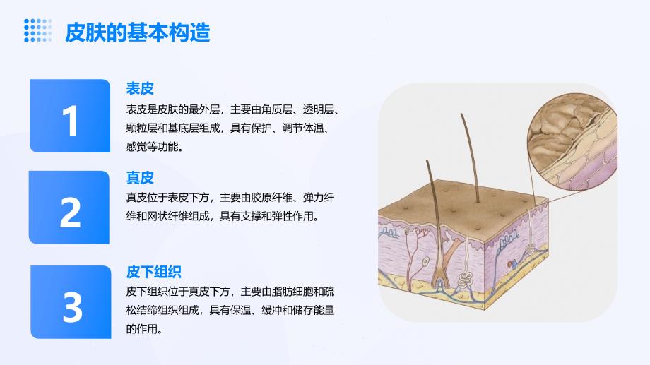 皮肤学基础知识培训课件_第4页