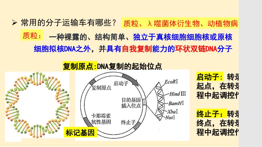 【生物】重组DNA技术的基本工具第二课时 2023-2024学年高二下学期生物人教版（2019）选择性必修3_第3页