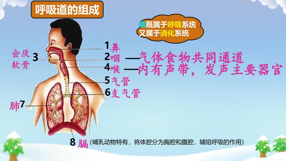 【生物】呼吸道对空气的处理 课件-2023-2024学年人教版生物七年级下册_第4页