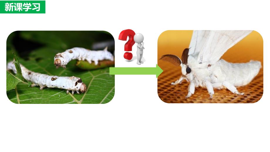 【生物】昆虫的生殖与发育课件2023-2024学年人教版生物八年级下册_第4页